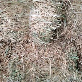 саман гамышлы бугдайынкы