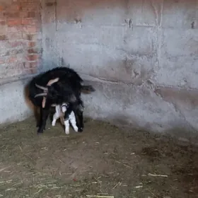 гечи овлаклы  бири