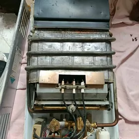 калонка (дамашная )