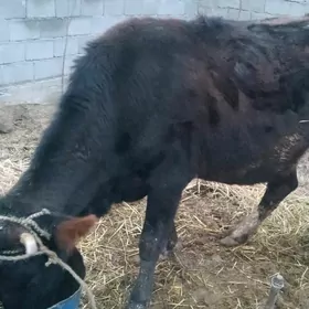 Sygyrlar göleli.Gysyr