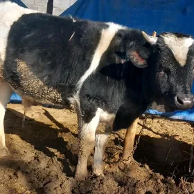 Satlyk okuz 1 yas 7 aylyk