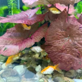 zolotoy balyk razmeri 4 sm