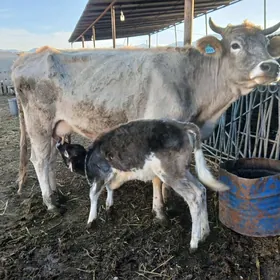 голели сыгыр