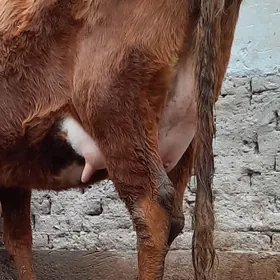 12.LITR SÜÝDLI GÖLELI SYGYR.