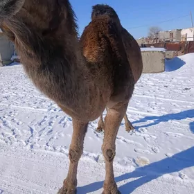 Bakygly duye yagdayy gowy