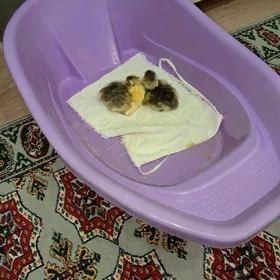 газ жужелер