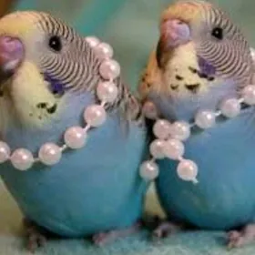 popugay setka volnisdy