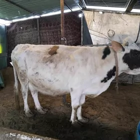 Simental gbrit sygyr