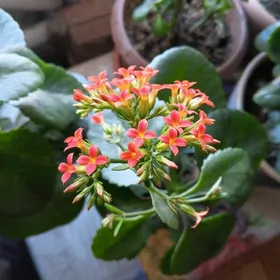 цветок каланхоэ цветущий