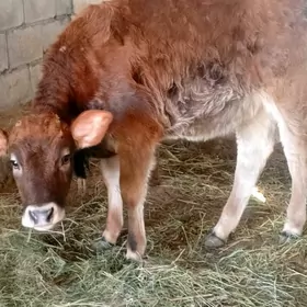 Tohum.   tuwe.  gole