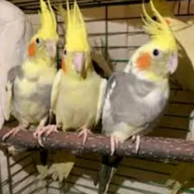 karella карелла