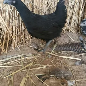 lakedanzi gigat brma blu