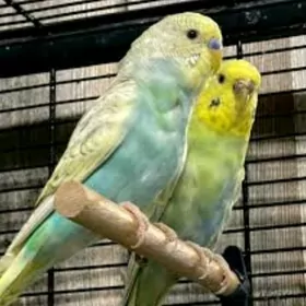 popugay kletka popugay