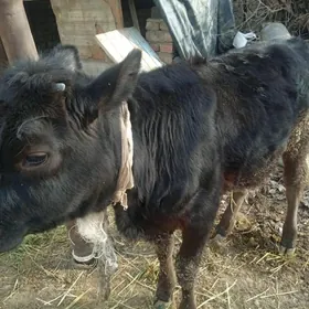 gole swet tohumo tuwe