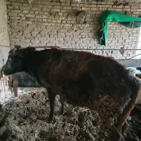 саглик инек