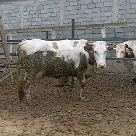 SIMENTAL BOGAZ SYGYR