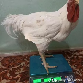 gigant tuvuk ýumurtga