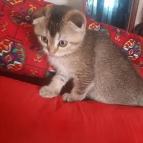 золотая шиншила