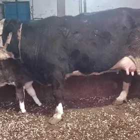 Göleli sgr Göleli sgr