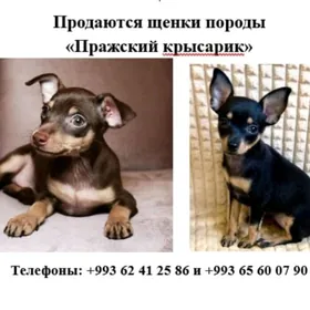 Щенки Пражского крысарика