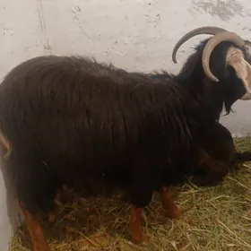 Bogaz geçi ekiz guzlaya