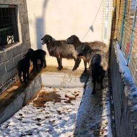 GUZULY GOYUN CEBIS TOKLY GOYYN