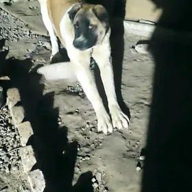 Собака породы Алабай