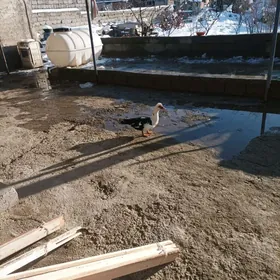 Indautga ördek jüje