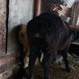 satlyk goyunlar iki gockar bir