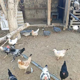 juyje sizarka horoz towuk