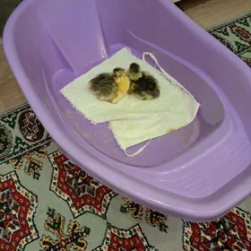 газ жужелер