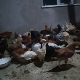 Juje 5nji ayyndandan alan