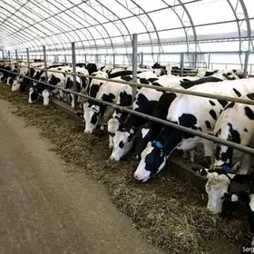 Ferma satlyk sygyr suyt