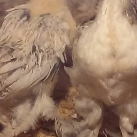 барма  жуже