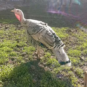 Курк сагдын ири индюнклар