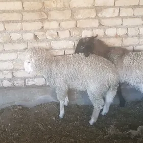 Kisar merenos goyunlar