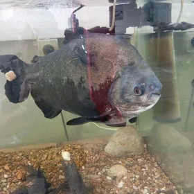 рыба аквариум