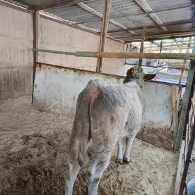 Arassa Şiwet Öküzler