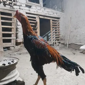 БАЕЦ  ХОРАЗ