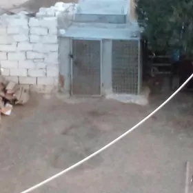 будка для голубей