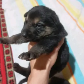 Немецкие Овчарки Щенки