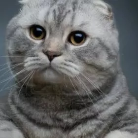 шатланский кот