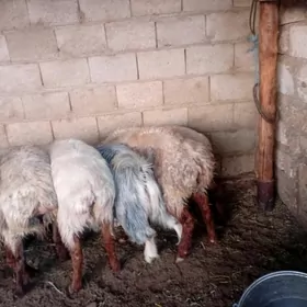 guzuly goýun we boğaz goýun