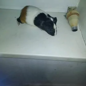 Морская свинка