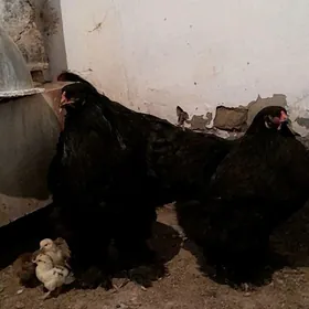 Brama horaz towuk maki