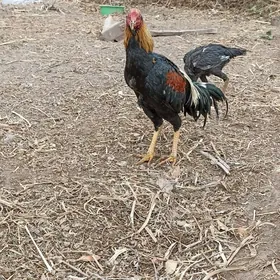 хораз парода