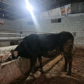 arassa swet goleli sygyr