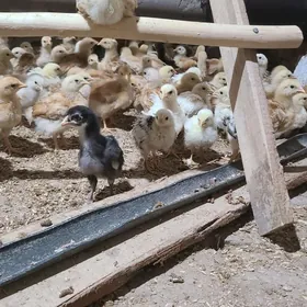 towuk juje 45 gunlik