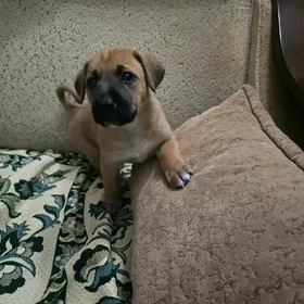 щенки, собака