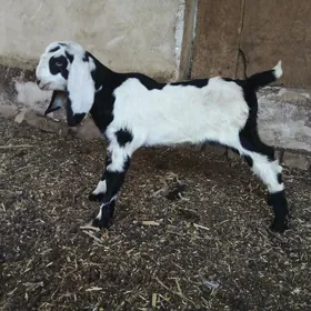 Пакистан овлак